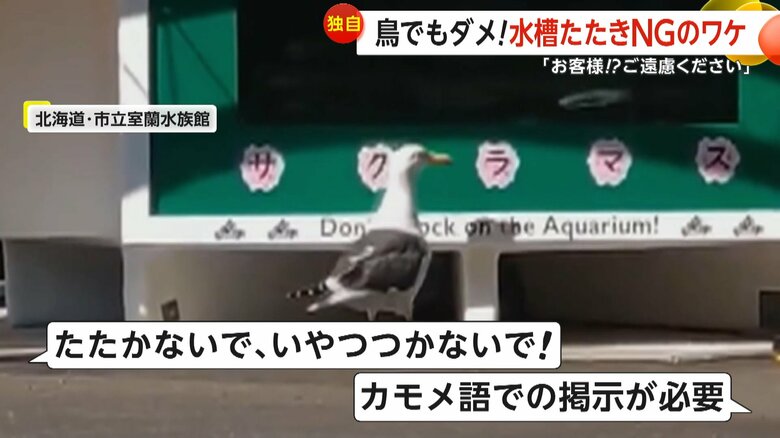 「たたかないで、いやつつかないで！」「カモメ語での掲示が必要」などと大バズリした動画