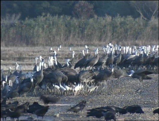 出水平野に集まるツルたち