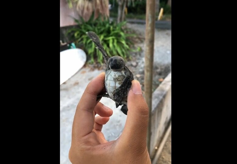 あわててお腹を隠すポーズ（出典：PIP@小笠原海洋センター公式 @mt_seaturtle）