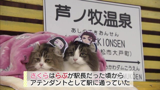 2代目ねこ駅長の「らぶ」と当時アテンダントの「さくら」