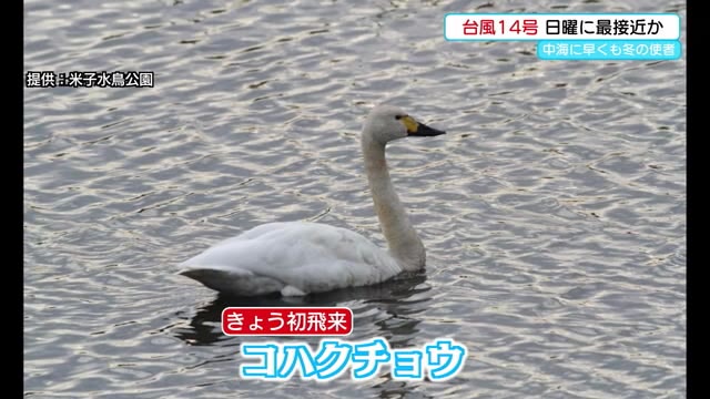 早くも!?山陰に冬の使者「コハクチョウ」初飛来 異例の早さに専門家も驚き(鳥取・米子)