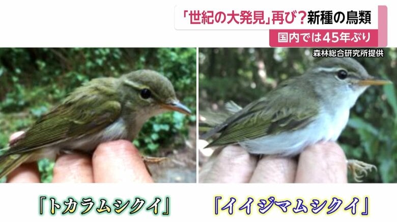 「イイジマムシク」とは別の種類と判明した