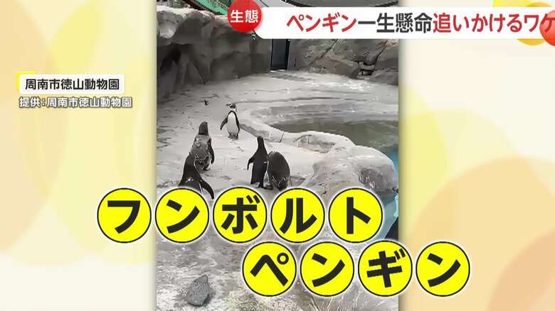 チョウに興味津々なフンボルトペンギンたち