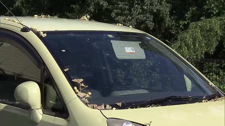 ひょうの被害の様子