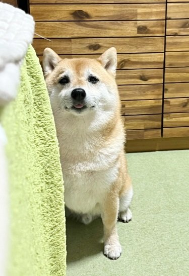 飼い主さんのごはんが気になるこじろうくん