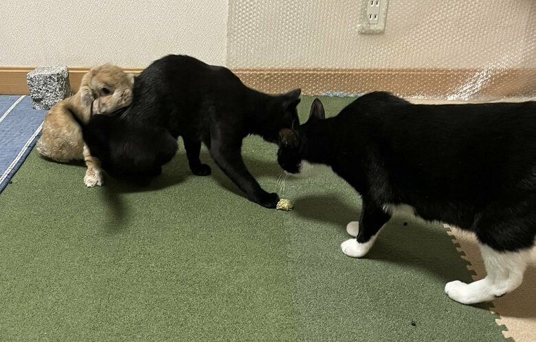 猫同士でふざけ合っていると、きなおくん（うさぎ）が加わってきた