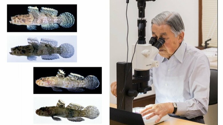 ハゼの研究者として有名な上皇さま　提供　宮内庁