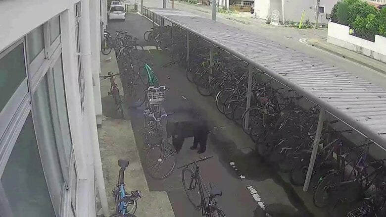 自転車置き場付近を何度も往復するクマ（提供：専大北上高校）