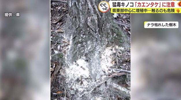 ナラ枯れした木の根元に注意