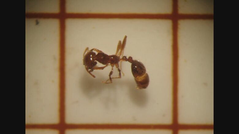 新潟東港で見つかったヒアリ