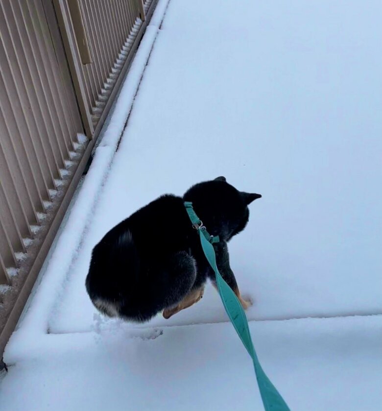 雪ではしゃぐ様子