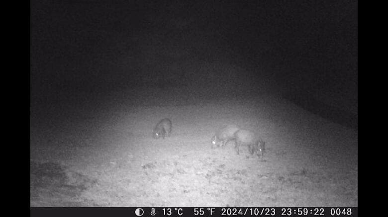 防犯カメラが捉えた地面を掘る3頭のイノシシ