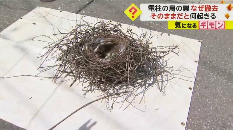 電柱から撤去されたカラスの巣