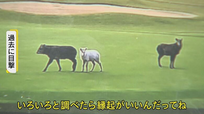 画像提供：過去に目撃した常連客