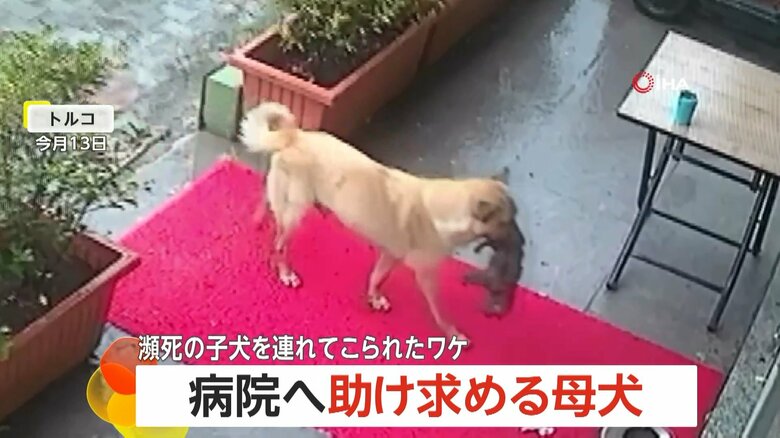 子犬をくわえた母犬が動物病院に現れ、獣医師によって保護される一部始終（4）