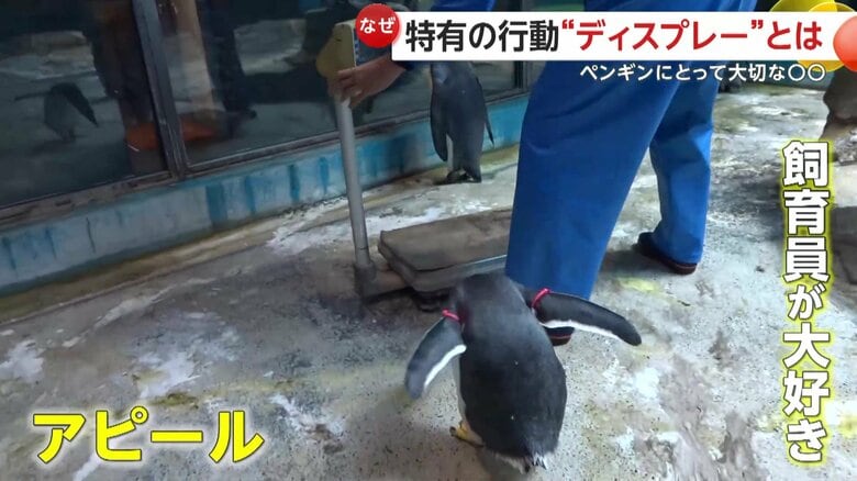 飼育員にアピールするペンギン（映像提供：長崎ペンギン水族館）
