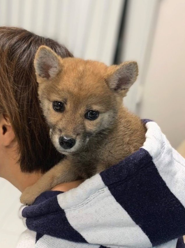 幼い頃のあずきちゃん（提供：kuroazu_beansさん）