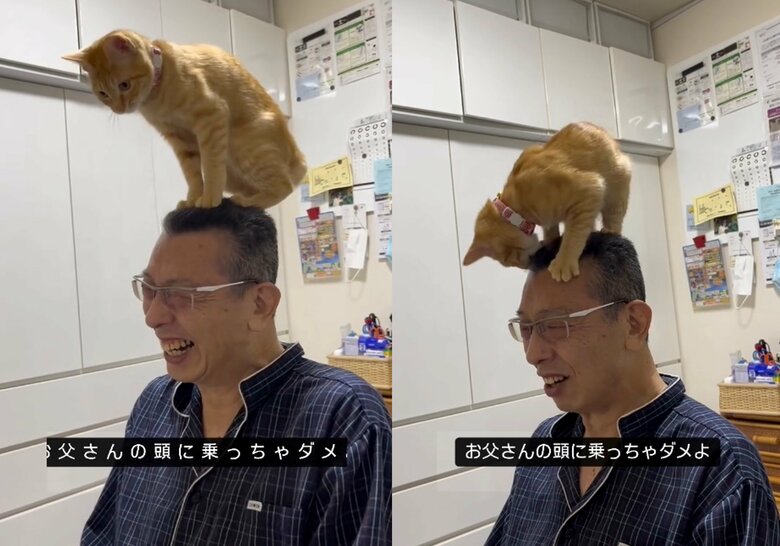 頭に乗られているけれどうれしそう！（提供：cohakuさん）