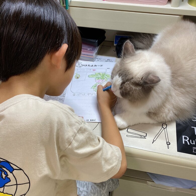 成長した今ではノートの上に乗ってくるように