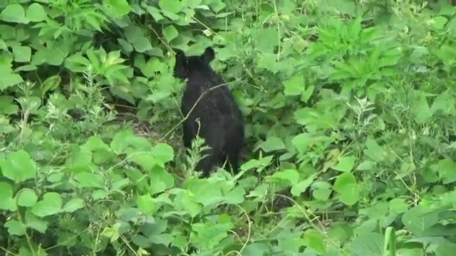 福島市中心部に現れたクマ