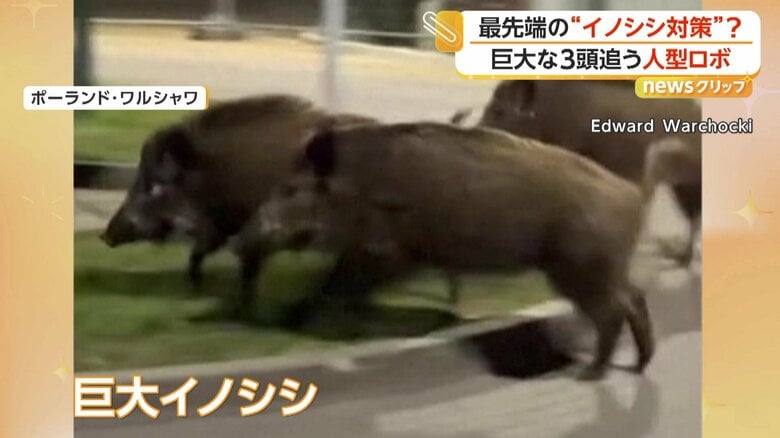 逃げてたい3頭の巨大イノシシ（ポーランド・ワルシャワ）