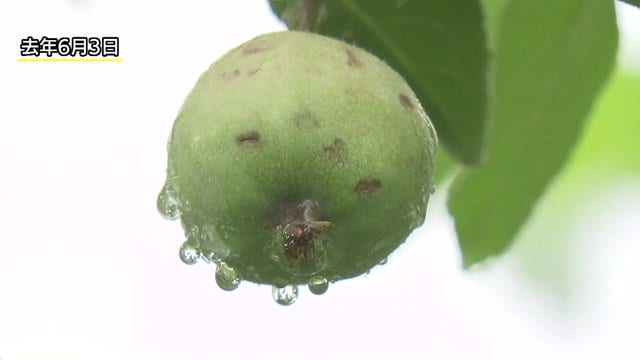 「ひょう」で傷ついたリンゴ