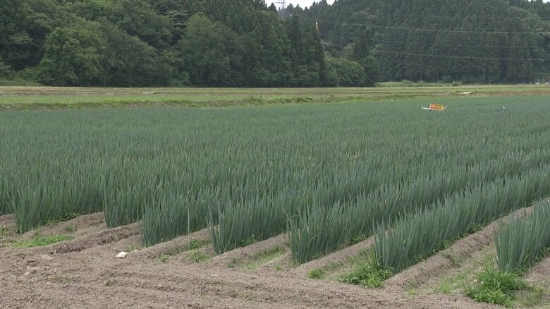 高橋さんのネギ畑（秋田市河辺）
