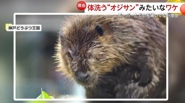 油を塗って水をはじくことで、体が濡れて体温が下がるのを防いでいたビーバー