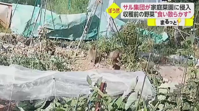 「イット！」8月16日放送分より