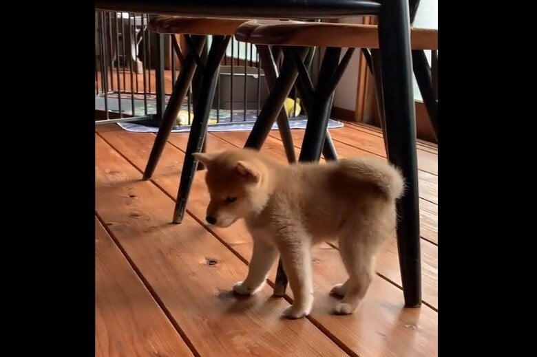 ボールに「因縁をつけている」ミコシくん？