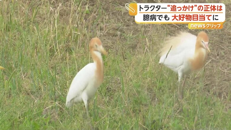 熱心な“追っかけ”をするシラサギ