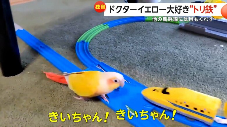 「撮り鉄」ならぬトリ鉄のウロコインコ「きいちゃん」