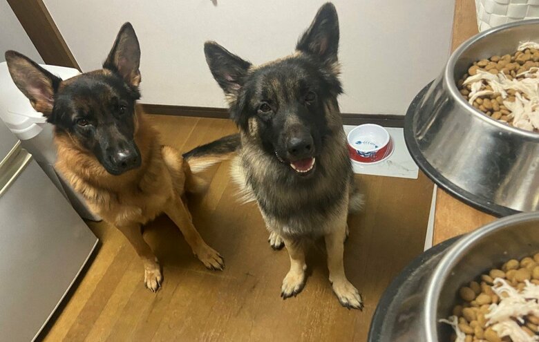 左：BOBIくん　右：TOBIくん（提供：Tobi and Bobiシェパード兄弟犬さん）