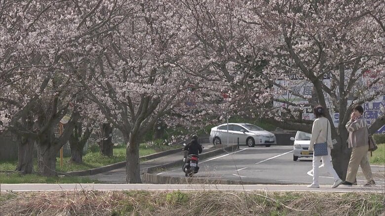 見ごろの時期にはライトアップも