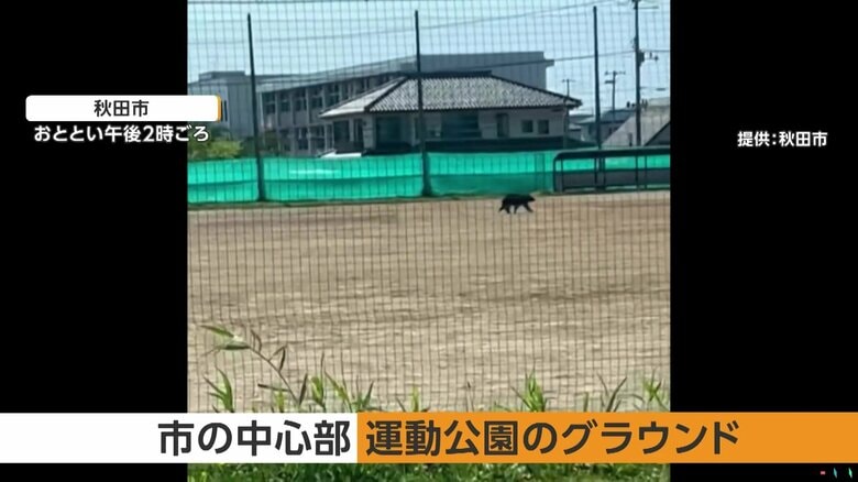 市の中心部にある運動公園に現れたクマ