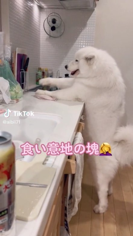 提供：ibukimama38さん