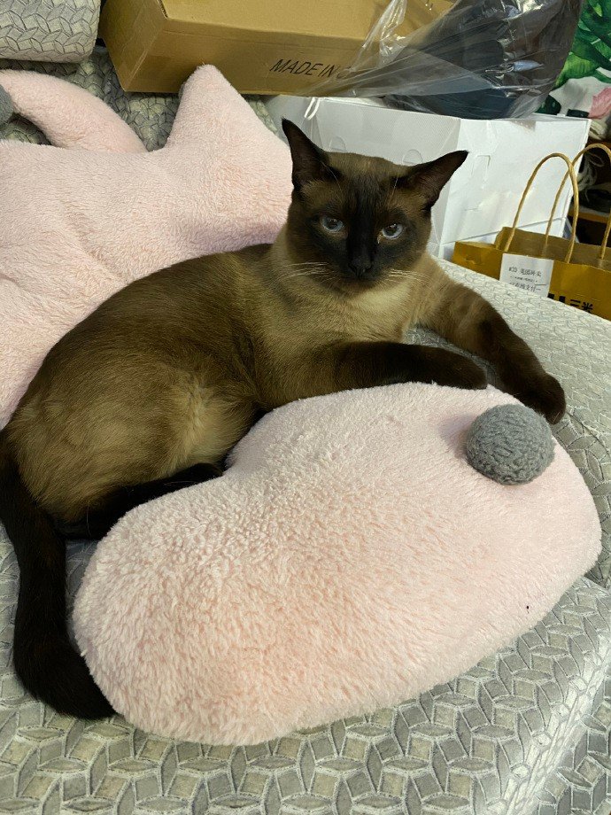 女性が飼っていた猫