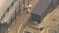 ”ノースサファリ”側『不服審査請求』へ→違法建築物37棟の撤去命令”取り消し”求めるー運営会社サクセス観光の代理人「動物のことを考えると強行的な処分は不当」と主張〈北海道札幌市〉