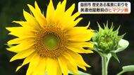夏の山間に“黄色のじゅうたん”　2000平方メートルのヒマワリ畑　歴史情緒漂う風景に（島根）