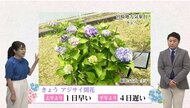 アジサイの開花が発表された　アジサイの「花」ってどこ？実はかきわけていったところに「真花」が…気象予報士が解説