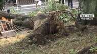 台風15号上陸の茨城県で倒木相次ぐ　台風の影響で7人ケガ　2万2000軒で一時停電　12日夜にかけて関東の南で激しい雨の恐れ