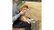 ドッグランで“犬見知り”発動中！飼い主の膝にちょこんと座る柴犬がかわいい…いつものことなの？状況を聞いた