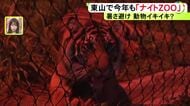 スマトラトラが動き回る…東山動植物園で8日から『ナイトZOO』旧アフリカゾウ舎ではプロジェクションマッピングも