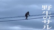 【独自取材】「小さいおじさんかと…」綱渡りのように電線を渡る…