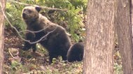 イギリスが日本への渡航者に異例のクマ注意喚起　相次ぐクマ被害受け1人で歩かないことやゴミの持ち帰りなど呼びかけ