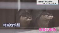 愛くるしい表情…コツメカワウソの兄弟が宮崎市フェニックス自然動物園にやってきた
