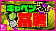 「1玉500円超え」も…　高騰するキャベツ価格が家計を直撃　平年の3倍以上の異常事態はいつまで続くのか