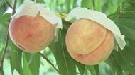 １本の木に1％だけ残す贅沢な「朝獲り完熟桃」が最盛期 「最高の状態で届けたい」と語る農園代表のこだわりが生む極上の甘さ　開店前から行列の人気【岩手発】