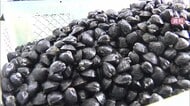 「宍道湖しじみ」農水省GI保護制度に登録　地域ブランド強化へ　島根県内4件目・山陰両県で計9件に