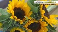 父の日の贈り物に　ヒマワリの出荷スタート　県内有数の産地・安曇野市で「目揃い会」　関西や中京へ50万本の出荷見込む　長野
